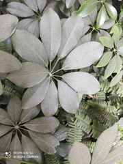 Heptapleurum arboricola