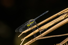 Agrionoptera longitudinalis biserialis
