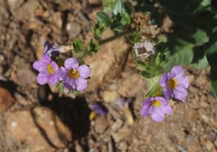 Phacelia keckii