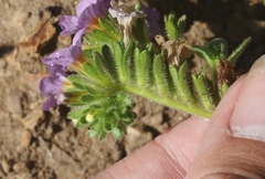 Phacelia keckii