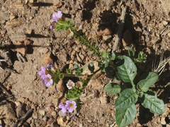 Phacelia keckii