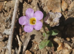 Phacelia keckii