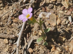 Phacelia keckii
