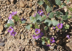 Phacelia keckii