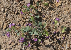 Phacelia keckii