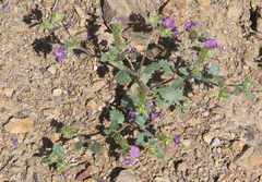 Phacelia keckii