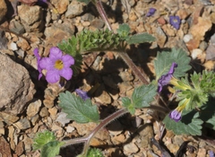 Phacelia keckii