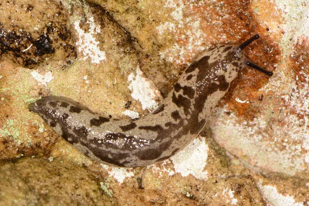 Blotchy Mantleslug