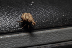 Pseudocneorhinus bifasciatus