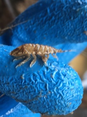 Synidotea laticauda