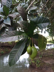 Amphitecna apiculata