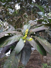 Amphitecna apiculata