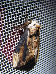Hexafrenum leucodera
