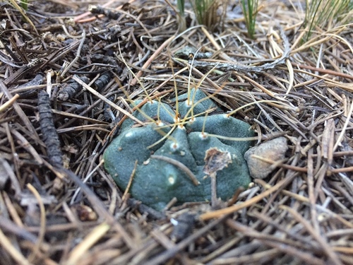 Echinocereus knippelianus