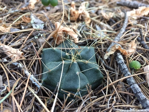 Echinocereus knippelianus