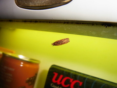 Helcystogramma triannulella