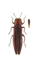 Agrilus politus