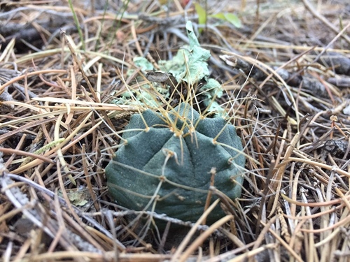 Echinocereus knippelianus