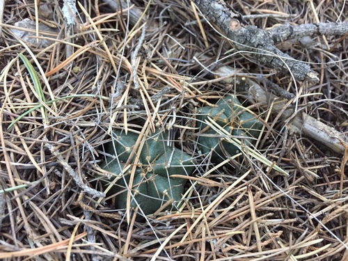 Echinocereus knippelianus