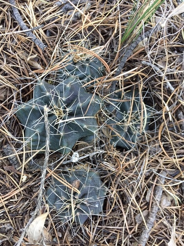 Echinocereus knippelianus
