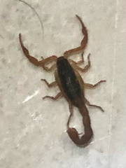 Centruroides ornatus