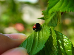 Hindoloides bipunctata
