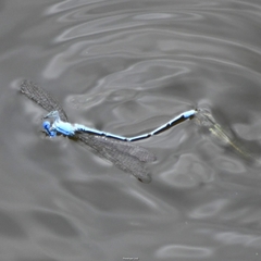 Pseudagrion cingillum