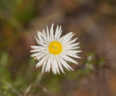 Chrysocephalum baxteri