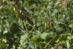 Hedysarum caucasicum