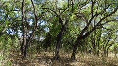 Sideroxylon capiri tempisque