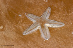Astropecten indicus