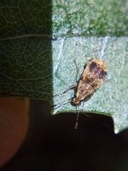 Cacephatus huttoni