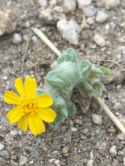 Eriophyllum wallacei