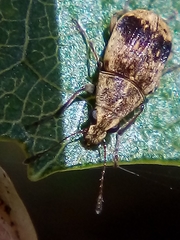 Cacephatus huttoni