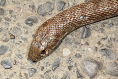 Dolichophis schmidti