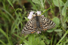 Melitaea interrupta