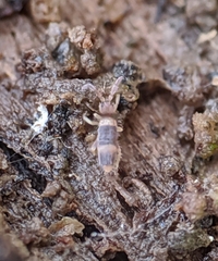 Entomobrya clitellaria