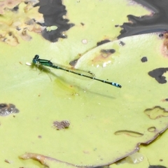 Austroagrion exclamationis