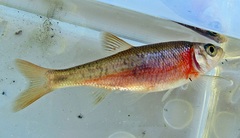 Clinostomus funduloides