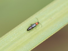 Carphurus cyanopterus