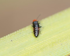 Carphurus cyanopterus