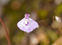 Utricularia grampiana
