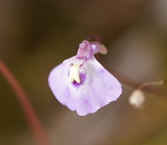Utricularia grampiana