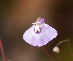 Utricularia grampiana