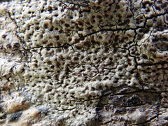Lecanora kohu