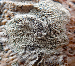 Lecanora kohu