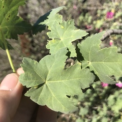Bactericera lavaterae