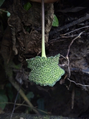 Dorstenia contrajerva