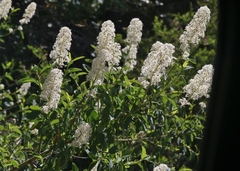 Ceanothus palmeri