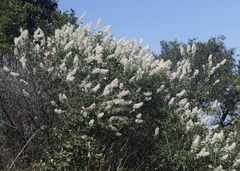 Ceanothus palmeri